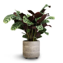 Ctenanthe Burle Marxii Amabilis - Never Never Plant -HousePlants Shop Ctenanthe Burle Marxii Armargis Never Never Plant 14x30cm Nola Plant Pot Shiny Earth 17x16cm