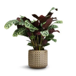 Ctenanthe Burle Marxii Amabilis - Never Never Plant -HousePlants Shop Ctenanthe Burle Marxii Armargis Never Never Plant 14x30cm Thies Plant Pot Olive Green