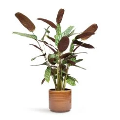 Ctenanthe Compact Star - Never Never Plant -HousePlants Shop Ctenanthe Compact Star Never Never Plant 17x70cm Jordy Plant Pot Caramel 20x18cm