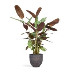Ctenanthe Compact Star - Never Never Plant -HousePlants Shop Ctenanthe Compact Star Never Never Plant 17x70cm Rinca Plant Pot Shiny Black 21 x 19cm