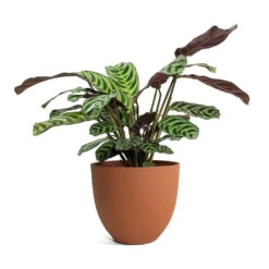 Coral Refined Planter - Canyon Orange -HousePlants Shop Ctenanthe burle marxii Amabilis Never Never Plant Coral Refined Planter Canyon Orange