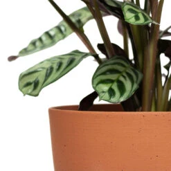 Coral Refined Planter - Canyon Orange -HousePlants Shop Ctenanthe burle marxii Amabilis Never Never Plant Coral Refined Planter Canyon Orange Close Up