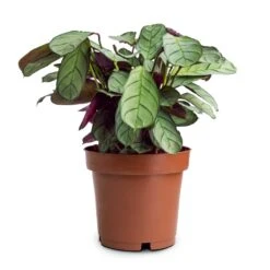 Ctenanthe Burle Marxii Amagris - Never Never Plant -HousePlants Shop Ctenanthe burle marxii Amagris Never Never Plant 12x30cm 85b77995 4b7a 4860 a035 3ce98aeade22