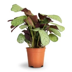 Ctenanthe Burle Marxii Amagris - Never Never Plant -HousePlants Shop Ctenanthe burle marxii Amagris Never Never Plant 14x30cm