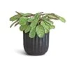 Ctenanthe Burle Marxii Amagris - Never Never Plant 2 Ctenanthe Burle Marxii Amagris - Never Never Plant -HousePlants Shop Ctenanthe burle marxii Amagris Never Never Plant 14x30cm Duncan Plant Pot Blue Gold 19x18cm c1bde4a1 9e3a 428f 96b3 9f01b85dc5be