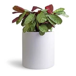 Ctenanthe Burle Marxii Amagris - Never Never Plant -HousePlants Shop Ctenanthe burle marxii Amagris Never Never Plant 14x30cm Puk Planter Matt White 20x20cm