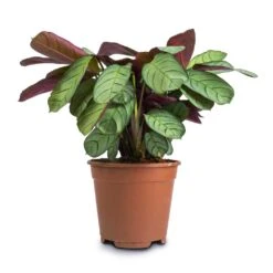 Ctenanthe Burle Marxii Amagris - Never Never Plant -HousePlants Shop Ctenanthe burle marxii Amagris Never Never Plant 14x30cm2 38dd4a47 1ba6 4b9e bf05 a8694421b9c8