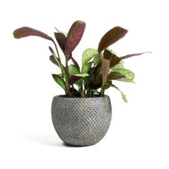 Ctenanthe Burle Marxii Amagris - Never Never Plant -HousePlants Shop Ctenanthe burle marxii Amagris Never Never Plant Fay Plant Pot Blue Gold c3e66500 e5f1 45aa baff aef32669b7d2