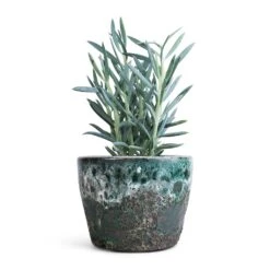 Lava Couple Straight Relic Planter - Jade -HousePlants Shop Curio ficoides Mount Everest Skyscraper Senecio 12x20cm Lava Couple Straight Relic Planter Jade 19x13cm f72052cd 2eee 480c a4e8 e01c34409380