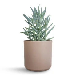 Curio Ficoides Mount Everest - Skyscraper Senecio -HousePlants Shop Curio ficoides Mount Everest Skyscraper Senecio 12x20cm Prague Plant Pot Taupe 13x13cm 2 0d0d5314 e489 4273 8776 813f0877e5de