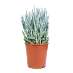 Curio Ficoides Mount Everest - Skyscraper Senecio -HousePlants Shop Curio ficoides Mount Everest Skyscraper Senecio 14x35cm