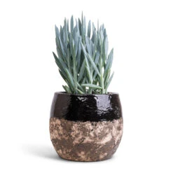 Curio Ficoides Mount Everest - Skyscraper Senecio -HousePlants Shop Curio ficoides Mount Everest Skyscraper Senecio 14x35cm Lindy Plant Pot Black 19x16cm