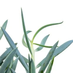 Curio Ficoides Mount Everest - Skyscraper Senecio -HousePlants Shop Curio ficoides Mount Everest Skyscraper Senecio SWATCH 2