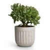 Crassula Ovata Undulata - Curly Jade Plant 2 Crassula Ovata Undulata - Curly Jade Plant -HousePlants Shop Curly Jade Plant 17x25cm Duncan Plant Pot Cement 19x18cm 18bdcf7b 4fa7 4bbd b06a 877701d47e86