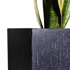 Raindrop Cube Planter - Anthracite -HousePlants Shop Cyas Revoluta Sago Palm 27x90cm Raindrop Cube Planter Anthracite 30x30x27cm Close