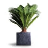 Cycas Revoluta - Sago Palm -HousePlants Shop Cyas Revoluta Sago Palm 27x90cm Raindrop Cube Planter Anthracite 30x30x27cm 335fa325 7cee 40d5 b4ae 2609b759f913