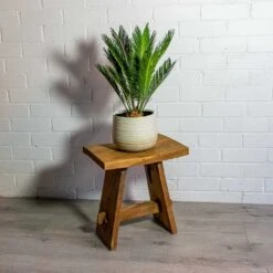 Cycas Revoluta - Sago Palm -HousePlants Shop Cyca srevoluta Sago Palm iris sand plant pot