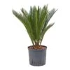 Cycas Revoluta - HydroCare 1 Cycas Revoluta - HydroCare -HousePlants Shop Cycas revoluta Hydroculture Indoor Plant