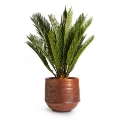 Cycas Revoluta - Sago Palm -HousePlants Shop Cycas revoluta Sago Palm 14x50cm Noud Plant Pot Copper 20x17cm