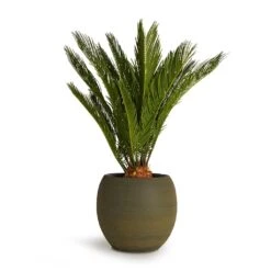 Cycas Revoluta - Sago Palm -HousePlants Shop Cycas revoluta Sago Palm 19x65cm Dex Plant Pot Forrest 28x25cm 38eb7afa b24e 4af3 9521 11957e8a0483