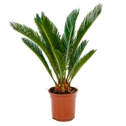 Cycas Revoluta - Sago Palm -HousePlants Shop Cycas revoluta Sago Palm