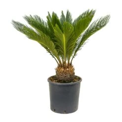Cycas Revoluta - Sago Palm -HousePlants Shop Cycas revoluta Sago Palm 26x80 10 Stems