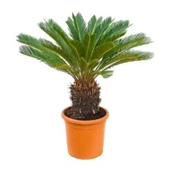 Cycas Revoluta - Sago Palm -HousePlants Shop Cycas revoluta Sago Palm 28x100cm 15 20 Stems