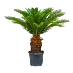 Cycas Revoluta - Sago Palm -HousePlants Shop Cycas revoluta Sago Palm 31x110 30 Stems