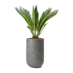 Cody Plant Vase - Ridged Dark Grey -HousePlants Shop Cycas revoluta Sago Palm Cody Plant Vase Ridged Cement 47904c26 14f0 4d16 850b 8f63823a40a6