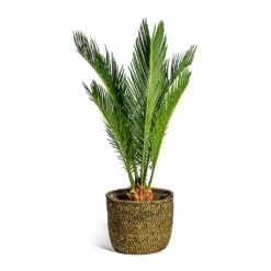 Cycas Revoluta - Sago Palm -HousePlants Shop Cycas revoluta Sago Palm Maartje Plant Baskets Set of 5 Camel