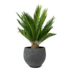 Mini Orb Kevan Plant Pot - Black Washed -HousePlants Shop Cycas revoluta Sago Palm Mini Orb Kevan Plant Pot Black Washed bd11d392 c1ba 4424 89d1 2dd7b512b96b