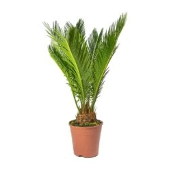 Cycas Revoluta - Sago Palm -HousePlants Shop Cycas revoluta Sago Palm Small