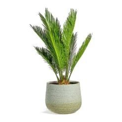 Cycas Revoluta - Sago Palm -HousePlants Shop Cycas revoluta Sago Palm iris sand plant pot 41926479 aa74 40f2 a354 36eb2ef4974d
