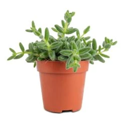 Delosperma Echinatum - Pickle Plant -HousePlants Shop Delosperma echinatum Pickle Plant 12x20cm