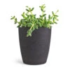 Delosperma Echinatum - Pickle Plant -HousePlants Shop Delosperma echinatum Pickle Plant 12x20cm Gerben Plant Pot Black Washed 15x16cm
