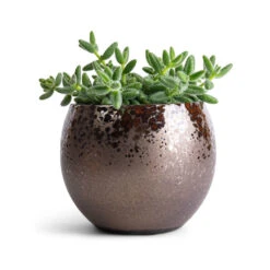 Delosperma Echinatum - Pickle Plant -HousePlants Shop Delosperma echinatum Pickle Plant 12x20cm Kae Plant Pot Mocha 17x13cm