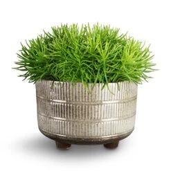 Denise Plant Bowl - Fossil -HousePlants Shop Denise Plant Bowl Fossil Senecio 5d6350e8 206a 427c b87e 81f195ac2322