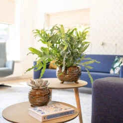 Dewi Plant Pot - Marrakesh -HousePlants Shop Dewi Plant Pot Marrakesh Lifestyle 01