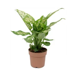 Dieffenbachia Compacta - Dumb Cane -HousePlants Shop Dieffenbachia Compacta Dumb Cane