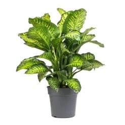 Dieffenbachia Maroba - Dumb Cane -HousePlants Shop Dieffenbachia Maroba Dumb Cane 21x70cm