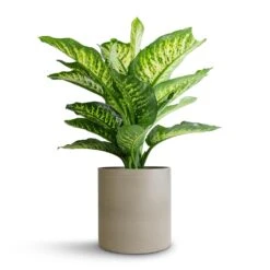 Dieffenbachia Maroba - Dumb Cane -HousePlants Shop Dieffenbachia Maroba Dumb Cane 21x70cm Puk Refined Planter Clouded Grey 25x24.5cm d01010a9 a27c 46c0 b861 afb43de88e57