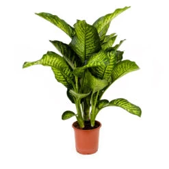 Dieffenbachia Maroba - Dumb Cane -HousePlants Shop Dieffenbachia Maroba Dumb Cane