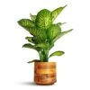 Dieffenbachia Maroba - Dumb Cane -HousePlants Shop Dieffenbachia Maroba Dumb Cane 30x80cm Helle Plant Pot Natural 23x21cm