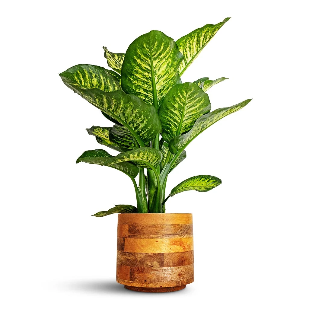 Helle Plant Pot - Natural 17 Helle Plant Pot - Natural - Image 15