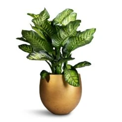 Dieffenbachia Maroba - Dumb Cane -HousePlants Shop Dieffenbachia Maroba Dumb Cane 30x80cm Mini Orb Kevan Plant Pot Metallic Gold 39x35cm