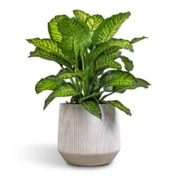 Harith Plant Pot - Ridged White Stripe -HousePlants Shop Dieffenbachia Maroba Dumb Cane 30x80cm 689a614d d749 4b5d 8ed2 5bdc66b0eb0f