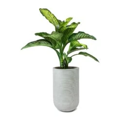 Dieffenbachia Maroba - Dumb Cane -HousePlants Shop Dieffenbachia Maroba Dumb Cane Cody Plant Vase Ridged Cement