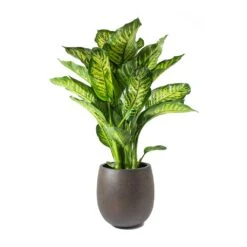 Grigio Balloon Plant Pot - Rusty Iron Concrete -HousePlants Shop Dieffenbachia Maroba Dumb Cane Rusty Iron Concrete Balloon Planter ffc4d15d fe39 46ea ad14 9c84725935b5