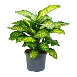 Dieffenbachia Maroba - Dumb Cane -HousePlants Shop Dieffenbachia Maroba Dumb Cane 158bf0fe 2166 4d1f 971a 1da18d7b34de