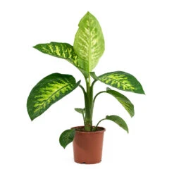 Dieffenbachia Seguine Tropic Snow - Dumb Cane -HousePlants Shop Dieffenbachia seguine Tropic Snow Dumb Cane 17cm